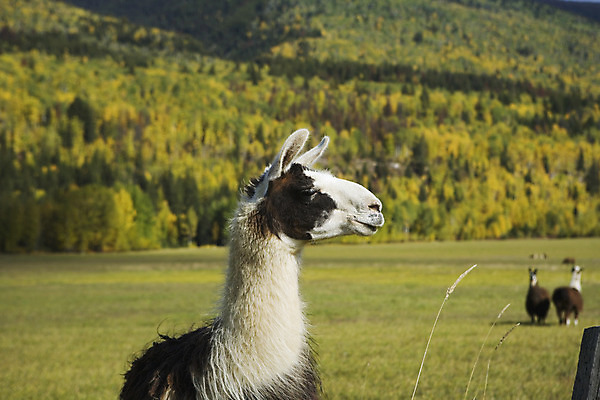 포토 JPG 해외이미지 동물 전통문화 야생동물 자연 풍경 사람없음 농장 가축 흰색 남아메리카 호주 A 양모 알파카 이국적 페루 해외202004 해외포토 전통 알파벳 문화 컬러 농업 아메리카 직물 오세아니아 생태계 파일형식 이미지허브
