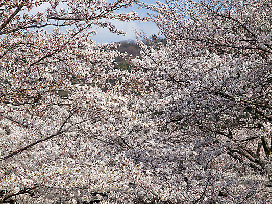포토 JPG 해외이미지 주간 사람없음 야외 봄풍경 봄 벚꽃 해외202004 해외포토 자연요소 계절 꽃 풍경 파일형식 이미지허브