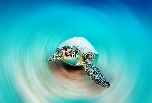 포토 JPG 해외이미지 동물 라이프스타일 야생동물 스포츠 바다 여행 백그라운드 자연 표면 휴가 어류 가면 사람 사람없음 물 여름 파란색 햇빛 수중 수영 시간 스노클링 산호 거북이 아래 다이빙 암초 칠면조 깊이 해외202004 해외포토 자연요소 계절 컬러 파충류 조류 생활 태양 수중동물 수상스포츠 자포동물 방향 생태계 위치 수중스포츠 파일형식 이미지허브