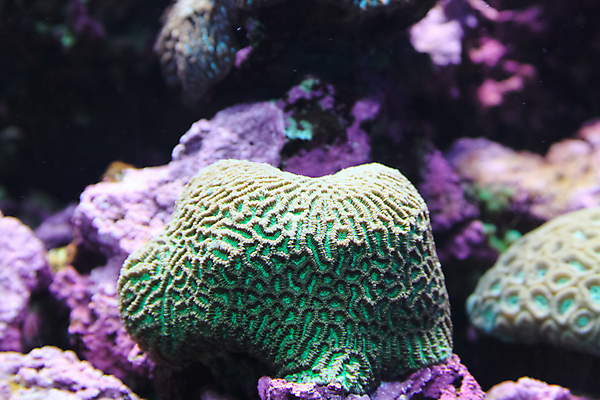 포토 JPG 해외이미지 사람없음 수중 닫기 수족관 해외202004 해외포토 모션 파일형식 이미지허브