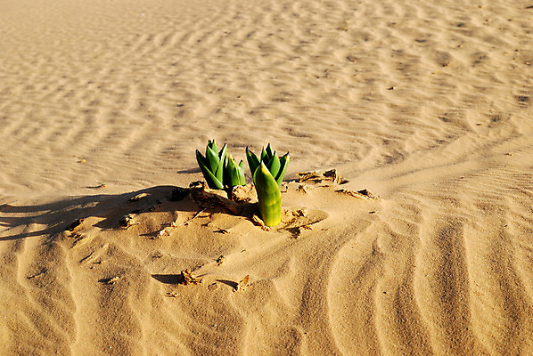 포토 JPG 해외이미지 식물 꽃 모래 자연 건조 사람없음 야외 사막 황무지 땅 모래언덕 가뭄 해외202004 해외포토 날씨 언덕 생태계 파일형식 이미지허브
