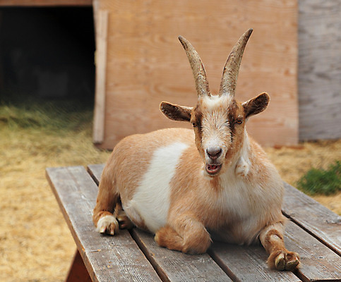 포토 JPG 해외이미지 동물 야생동물 포유류 자연 탁자 휴식 염소 생물 털 뿔 앉기 사람없음 목재 반려동물 가축 흰색 모피 동물상 해외202004 해외포토 나무 컬러 가구 컨셉 재료 모션 조형물 생태계 파일형식 이미지허브