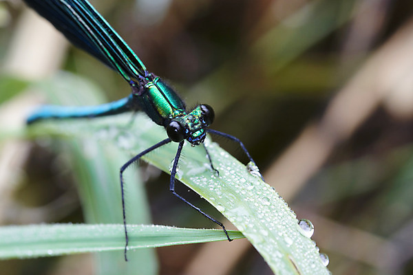 포토 JPG 해외이미지 동물 야생동물 곤충 절지류 날개 자연 휴식 생물 사람없음 초록색 여름 파란색 컬러풀 물방울 떨어짐 잠자리 이슬 묘사 강렬 동물상 취급주의 해외202004 해외포토 계절 컬러 컨셉 경고 조형물 생태계 파일형식 이미지허브