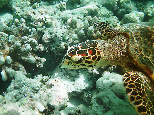포토 JPG 해외이미지 동물 1 스포츠 바다 자연 표면 바닥 어류 사람없음 야외 초록색 물 파란색 바닷속 수중 수영 스노클링 산호 거북이 인도인 다이빙 암초 몰디브 등딱지 이국적 터키석 해외202004 해외포토 자연요소 외국인 아시아 컬러 파충류 동양인 수중동물 수상스포츠 자포동물 보석 생태계 수중스포츠 파일형식 이미지허브