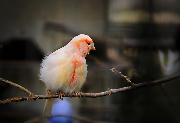 포토 JPG 해외이미지 나무 동물 척추동물 야생동물 오렌지 자연 조류 종류 앉기 사람없음 컬러풀 노란색 정원 나뭇가지 황무지 작음 깃털 부리 새장 동물상 해외202004 해외포토 식물 컬러 과일 모션 조형물 크기 생태계 케이지 파일형식 이미지허브