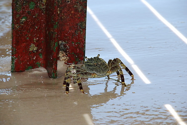 포토 JPG 해외이미지 동물 야생동물 모래 바다 섬 자연 갑각류 사람없음 초록색 물 모래사장 게 해산물 펜치 몰디브 습관 집게발 해외202004 해외포토 자연요소 아시아 컬러 공구 생태계 파일형식 이미지허브
