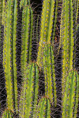 포토 JPG 해외이미지 식물 건조 사람없음 미국 사막 성장 가시 캘리포니아 해외202004 해외포토 북아메리카 파일형식 이미지허브