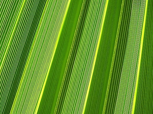 포토 JPG 해외이미지 나무 식물 선 백그라운드 잎 패턴 자연 추상 손바닥 사람없음 야외 초록색 여름 환경 정원 신선 큼 허브 순수 에코 유기농 질감 정맥 내추럴 광합성 생태학 해외202004 해외포토 손 웰빙 계절 교육 컬러 컨셉 무늬 크기 생태계 혈관 파일형식 이미지허브