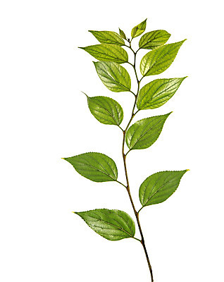 포토 JPG 해외이미지 나무 식물 백그라운드 잎 자연 사람없음 초록색 새싹 흰색 나뭇가지 닫기 생물학 고립 모종 묘목 해외202004 해외포토 교육 컬러 모션 생태계 파일형식 이미지허브