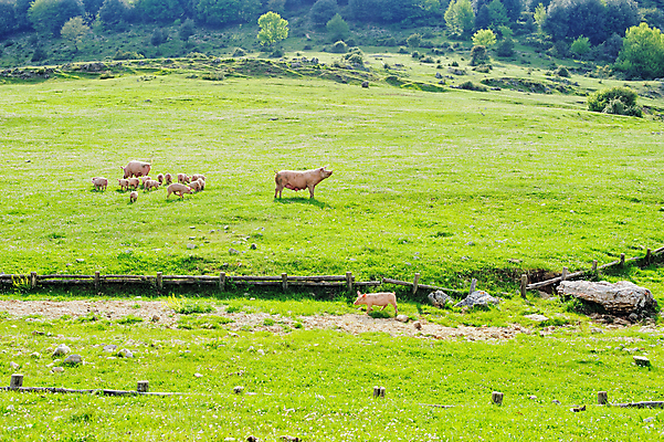 포토 JPG 해외이미지 동물 야생동물 밭 농업 포유류 자연 파노라마 경사 사람없음 옆모습 초록색 여름 농장 농경지 환경 계곡 농사 가축 이탈리아 시골 돼지 그룹 소 군중 농부 숲 방목 땅 뿌리기 언덕 내추럴 산악지대 동물상 밭일 삼림지대 수유 찰과상 목가 해외202004 해외포토 직업 계절 유럽 산업 뷰포인트 컬러 모션 산 촬영기법 사람 조형물 축산업 상처 생태계 파일형식 이미지허브
