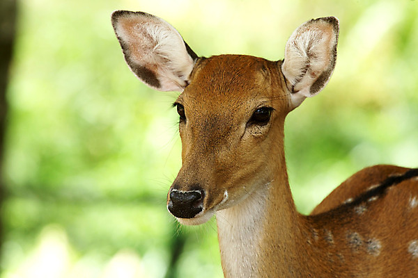 포토 JPG 해외이미지 동물 야생동물 포유류 자연 사슴 사람없음 야외 숲 동물상 암사슴 해외202004 해외포토 조형물 암컷 생태계 파일형식 이미지허브