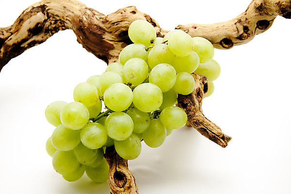 포토 JPG 해외이미지 음식 과일 포도 건강 사람없음 초록색 수확 나뭇가지 신선 맛 발사 먹기 흰배경 해외202004 해외포토 나무 컬러 백그라운드 컨셉 농업 모션 흰색 파일형식 이미지허브