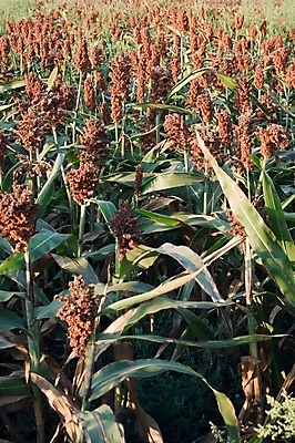 포토 JPG 해외이미지 식물 구름 계절 줄기 농업 자연 하늘 바람 건강 씨앗 사람없음 야외 여름 파란색 농작물 갈색 노란색 식사 침묵 수확 시골 닫기 시리얼 싱글 날것 스파이크 해외202004 해외포토 자연요소 산업 음식 컬러 모션 날씨 소리 생태계 파일형식 이미지허브