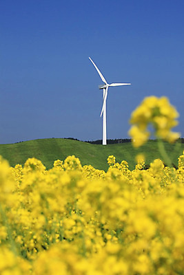 포토 JPG 해외이미지 산업 밭 자연 하늘 바람 사람없음 농장 노란색 환경 힘 에너지 보호 유채 에코 프로펠러 세대 혁명 개발 생태학 해외202004 해외포토 자연요소 교육 꽃 컬러 컨셉 농업 날씨 생태계 파일형식 이미지허브