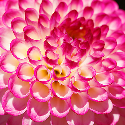 포토 JPG 해외이미지 식물 꽃잎 꽃 분홍색 백그라운드 잎 자연 아침 추상 국화 사람없음 여름 머리 환경 정원 보라색 활발 성장 벚꽃 흰색 개화 닫기 달리아 제비꽃 순수 질감 심플 부드러움 정맥 내추럴 동물상 방사형 생태학 해외202004 해외포토 주간 계절 교육 컬러 컨셉 무늬 모션 신체부위 조형물 감각 생태계 혈관 파일형식 이미지허브