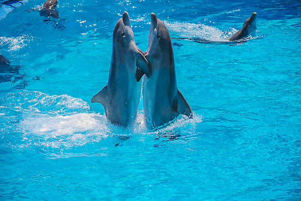 포토 JPG 해외이미지 동물 행복 야생동물 바다 장난 포유류 자연 놀이 생물 어류 사람없음 물 파란색 달리기 점프 수영 힘 회색 자유 게임 떨어짐 돌고래 코 꼬리 쇼 지느러미 수영선수 대서양 지능 해외202004 해외포토 자연요소 감정 컬러 컨셉 모션 운동선수 신체부위 수중동물 수상스포츠 생태계 파일형식 이미지허브