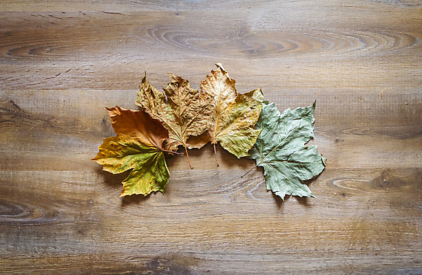 포토 JPG 해외이미지 식물 계절 공원 백그라운드 잎 패턴 오렌지 자연 벽지 날씨 사람없음 야외 목재 장식 빨간색 초록색 여름 컬러풀 갈색 노란색 정원 가을 황금 숲 11월 유기농 질감 10월 내추럴 해외202004 해외포토 나무 웰빙 공공시설 컬러 무늬 과일 재료 날짜 생태계 파일형식 이미지허브