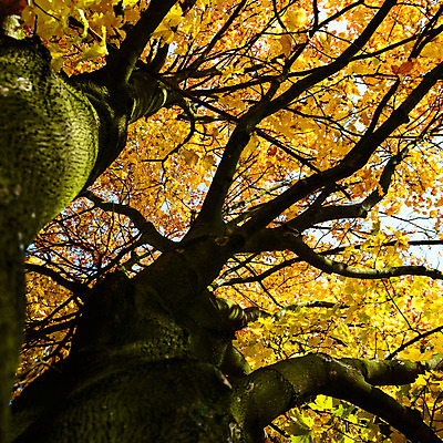 포토 JPG 해외이미지 나무 식물 구름 1 계절 백그라운드 잎 밭 자연 하늘 풍경 사람없음 목재 초록색 여름 파란색 평화 우주 환경 봄 성장 흰색 나뭇가지 시골 고독 숲 큼 땅 싱글 내추럴 고립 옛날 혼자 해외202004 해외포토 자연요소 감정 컬러 컨셉 농업 재료 크기 생태계 파일형식 이미지허브