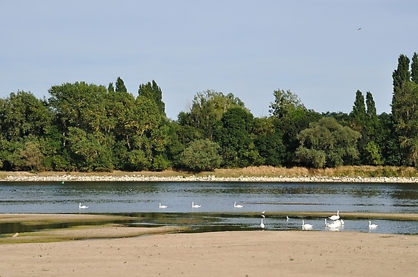 포토 JPG 해외이미지 조류 사람없음 야외 물 여름 강 평화 분노 시골 백조 해외202004 해외포토 자연요소 동물 계절 감정 컨셉 파일형식 이미지허브