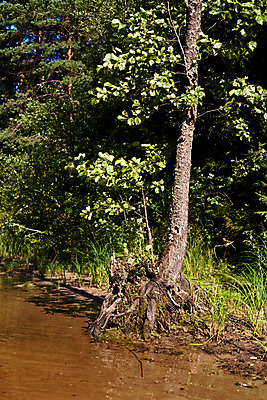 포토 JPG 해외이미지 나무 식물 1 모래 백그라운드 낙엽 잎 자연 사람없음 세로 초록색 물 여름 햇빛 갈색 검은색 숲 뿌리 상록수 해외202004 해외포토 자연요소 계절 컬러 태양 생태계 파일형식 이미지허브