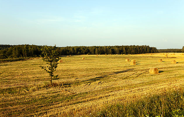 포토 JPG 해외이미지 식물 계절 음식 줄기 밭 농업 오렌지 건축양식 부분 자연 하늘 옥수수 씨앗 풍경 사람없음 야외 여름 빛 농작물 농장 노란색 쌓기 황혼 수확 성장 가을 시골 원형 황금 건초더미 볏짚 땅 밀 보리 장면 철조망 패키지 뭉치 밀짚 흙더미 넘어짐 줄서기 호밀 세련 해외202004 해외포토 도형 건축 산업 컬러 과일 모션 곡류 일몰 흙 건초 짚 생태계 파일형식 더미 이미지허브