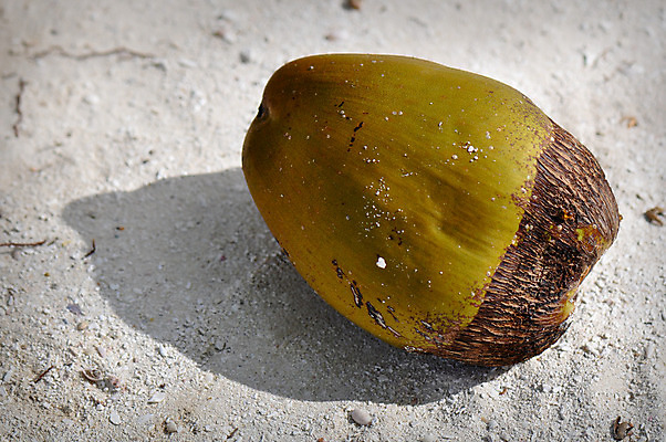 포토 JPG 해외이미지 식물 음료 음식 과일 자연 건강 손바닥 사람없음 초록색 견과류 시장 코코넛 섬유 서쪽 해외202004 해외포토 손 컬러 직물 방향 생태계 파일형식 이미지허브