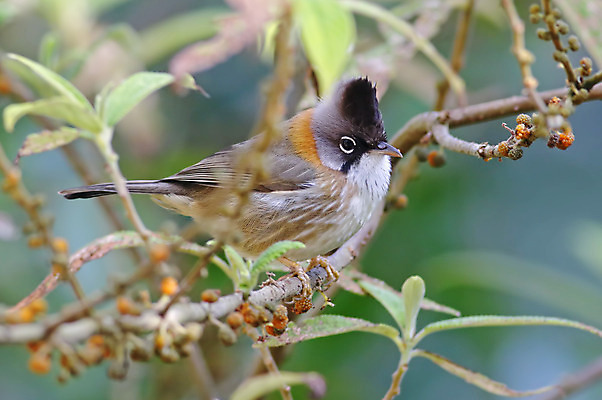 포토 JPG 해외이미지 나무 동물 여자 남자 아시아 얼굴 야생동물 백그라운드 날개 자연 조류 사람없음 야외 목재 가로 초록색 컬러풀 머리 환경 나뭇가지 막대기 닫기 숲 깃털 꼬리 부리 서식지 생태학 이국적 해외202004 해외포토 식물 교육 나라 컬러 재료 모션 사람 신체부위 생태계 파일형식 이미지허브