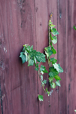 포토 JPG 해외이미지 식물 영어 응시 계절 벽 백그라운드 잎 자연 사람없음 야외 초록색 여름 컬러풀 햇빛 봄 이탈리아 흰색 로마 유기농 복고 아이비 상록수 해외202004 해외포토 문자 웰빙 시선 유럽 컬러 태양 생태계 파일형식 이미지허브