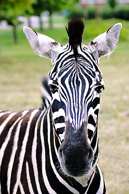 포토 JPG 해외이미지 동물 1 얼굴 야생동물 포유류 아프리카 자연 뿔 사람없음 여름 농장 머리 맑음 봄 줄무늬 듣기 군중 사파리 싱글 얼룩말 내추럴 밭일 총구 해외202004 해외포토 계절 나라 무늬 농업 모션 날씨 사람 신체부위 말_동물 생태계 파일형식 이미지허브