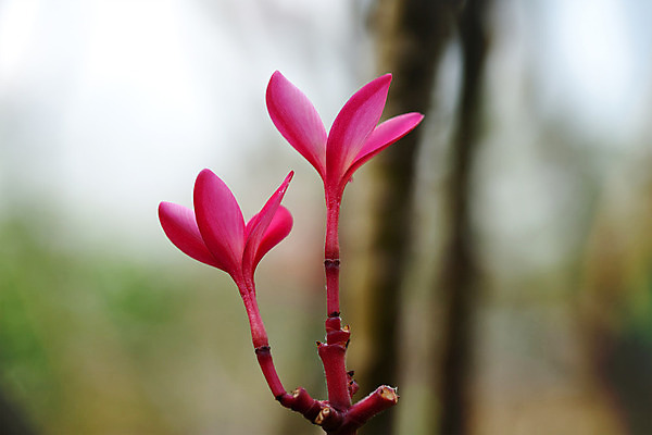 포토 JPG 해외이미지 나무 웰빙 꽃 아시아 선 분홍색 요가 태국 자연 휴식 건강 사람없음 치료 평화 보라색 검은색 스파 화목 고요 젖음 흰색 마사지 고급 순수 명상 하와이 발리 태평양 테라피 남쪽 내추럴 이국적 해외202004 해외포토 식물 나라 바다 컬러 섬 컨셉 의학 뷰티 미국 방향 생태계 인도네시아 파일형식 이미지허브