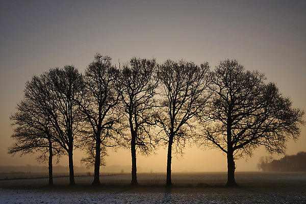 포토 JPG 해외이미지 나무 겨울 아침 사람없음 컬러풀 일출 추위 속도 해외202004 해외포토 주간 식물 계절 컬러 노을 파일형식 이미지허브