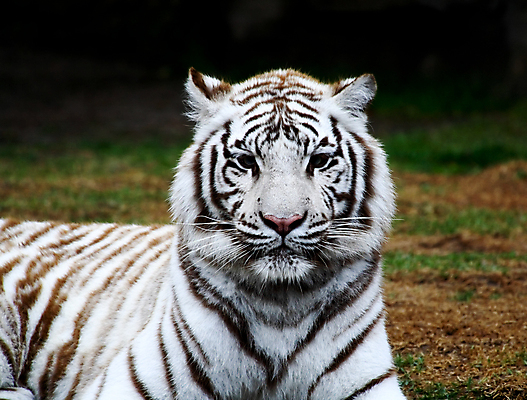 포토 JPG 해외이미지 주간 한마리 야생동물 동물원 근접촬영 사람없음 야외 아웃포커스 맹수 백호 해외202004 해외포토 자연요소 동물 1 뷰포인트 촬영기법 호랑이 파일형식 사방신 이미지허브