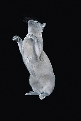 포토 JPG 해외이미지 전신 동물 1 장난 놀이 검은배경 털 서기 사람없음 세로 파란색 반려동물 귀여움 회색 흰색 달콤 호기심 고립 기르기 유래 카피스페이스 버미즈 해외202004 해외포토 감정 컬러 백그라운드 컨셉 모션 검은색 고양이 공백 맛 돌봄 파일형식 이미지허브