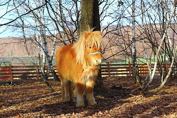 포토 JPG 해외이미지 나무 동물 척추동물 1 오렌지 포유류 자연 생물 털 사람없음 가로 컬러풀 농장 갈색 가축 가을 시골 소 모피 당나귀 밭일 초식 해외202004 해외포토 식물 계절 컬러 농업 과일 말_동물 생태계 파일형식 이미지허브