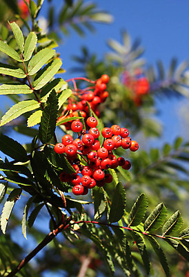포토 JPG 해외이미지 나무 식물 계절 열매 백그라운드 잎 오렌지 자연 산 사람없음 빨간색 초록색 가을 나뭇가지 닫기 숲 다발 내추럴 재 해외202004 해외포토 컬러 과일 모션 생태계 파일형식 이미지허브