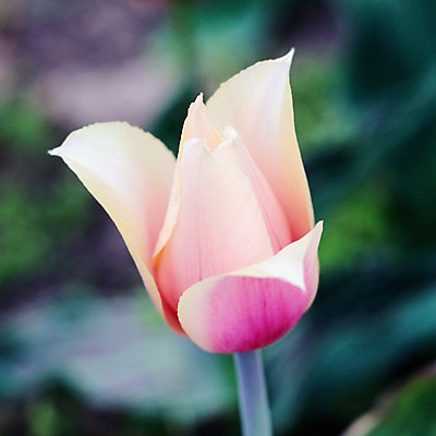 포토 JPG 해외이미지 식물 1 디자인 계절 꽃 분홍색 백그라운드 꽃무늬 자연 사람없음 초록색 여름 노란색 머리 정원 봄 튤립 큼 오브젝트 싱글 슛 내추럴 해외202004 해외포토 컬러 무늬 신체부위 크기 생태계 파일형식 이미지허브