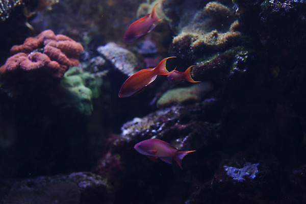 포토 JPG 해외이미지 동물 야생동물 바다 여행 백그라운드 학교 자연 벽지 휴식 생물 항해 어류 풍경 사람없음 장식 물 반려동물 컬러풀 환경 수중 수영 침묵 전시 활발 다양 탐험 보호 생태계 다이빙 생물학 수족관 발견 내추럴 깊이 동물상 생태학 소금물 이국적 해외202004 해외포토 자연요소 교육 컬러 다수 컨셉 조형물 수중동물 소리 수상스포츠 배 수중스포츠 선박 파일형식 이미지허브