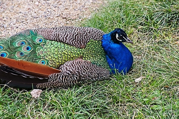 포토 JPG 해외이미지 동물 척추동물 야생동물 자연 조류 앉기 사람없음 야외 빨간색 초록색 파란색 검은색 가축 얼룩 공작 깃털 부리 내추럴 동물상 해외202004 해외포토 컬러 모션 조형물 생태계 파일형식 이미지허브