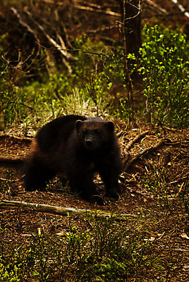 포토 JPG 해외이미지 동물 유럽 야생동물 자연 동물원 북유럽 노르웨이 사람없음 야외 봄 동물상 삼림지대 스칸디나비아 해외202004 해외포토 계절 나라 조형물 숲 생태계 파일형식 이미지허브