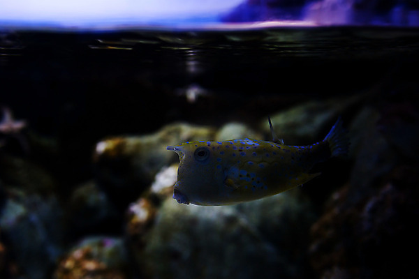 포토 JPG 해외이미지 동물 여행 어류 사람없음 물 관광지 고요 수족관 내추럴 싱가폴 해외202004 해외포토 자연요소 아시아 수중동물 파일형식 이미지허브