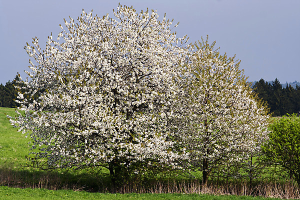 포토 JPG 해외이미지 나무 식물 꽃 풍경 사람없음 야외 노란색 봄 벚꽃 흰색 시골 개화 체리 민들레 그림 해외202004 해외포토 계절 컬러 과일 파일형식 이미지허브