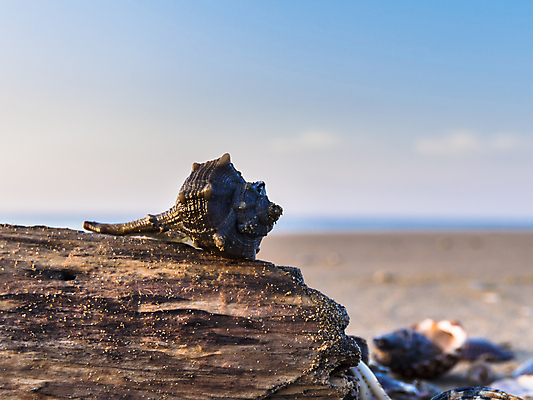 포토 JPG 해외이미지 동물 모래 바다 여행 자연 휴가 휴식 사람없음 목재 장식 여름 컬러풀 갈색 이탈리아 껍질 오브젝트 내추럴 해외202004 해외포토 나무 계절 유럽 컬러 컨셉 재료 생태계 파일형식 이미지허브