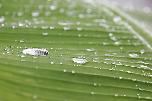 포토 JPG 해외이미지 나무 식물 선 백그라운드 잎 채소 과일 자연 바나나 사람없음 초록색 물 정원 줄무늬 추위 성장 결과 해외202004 해외포토 자연요소 컬러 컨셉 무늬 생태계 파일형식 이미지허브