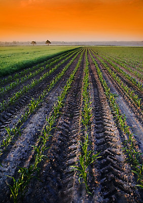 포토 JPG 해외이미지 나무 구름 계절 전통문화 밭 농업 그림자 옥수수 풍경 사람없음 초록색 여름 농장 봄 줄무늬 가을 농촌 구멍 작음 땅 심플 일렬 평야 호밀 수평선 해외202004 해외포토 자연요소 식물 전통 산업 문화 컬러 무늬 자연 곡류 시골 크기 파일형식 이미지허브