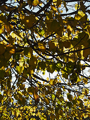 포토 JPG 해외이미지 나무 식물 백그라운드 잎 농업 과일 풍경 사람없음 야외 빨간색 초록색 컬러풀 햇빛 노란색 맑음 이탈리아 활발 가을 시골 맛 11월 그림 10월 해외202004 해외포토 계절 유럽 산업 컬러 컨셉 날씨 태양 날짜 파일형식 이미지허브