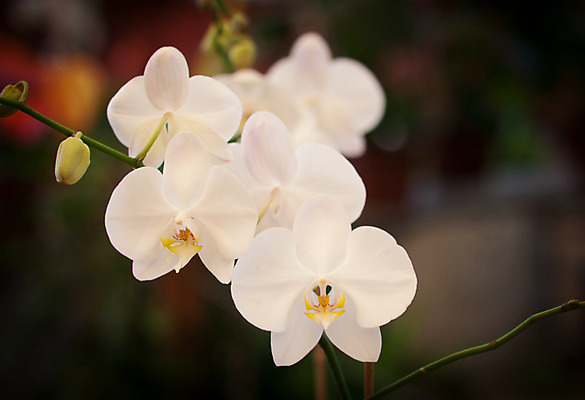 포토 JPG 해외이미지 식물 꽃잎 꽃 줄기 분홍색 백그라운드 잎 자연 사람없음 초록색 머리 흰색 화려 난초 우아함 슛 해외202004 해외포토 컬러 컨셉 신체부위 생태계 파일형식 이미지허브