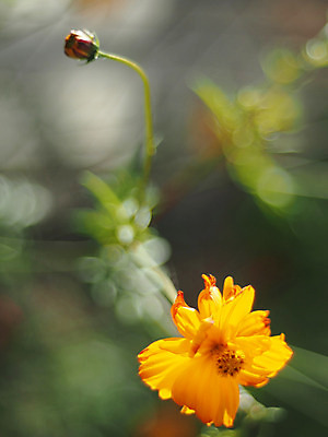 포토 JPG 해외이미지 식물 꽃잎 꽃 꽃무늬 패턴 밭 오렌지 자연 사람없음 장식 초록색 여름 노란색 머리 정원 봄 활발 들꽃 벚꽃 황금 허브 양귀비 내추럴 해외202004 해외포토 계절 컬러 컨셉 무늬 농업 과일 신체부위 생태계 파일형식 이미지허브