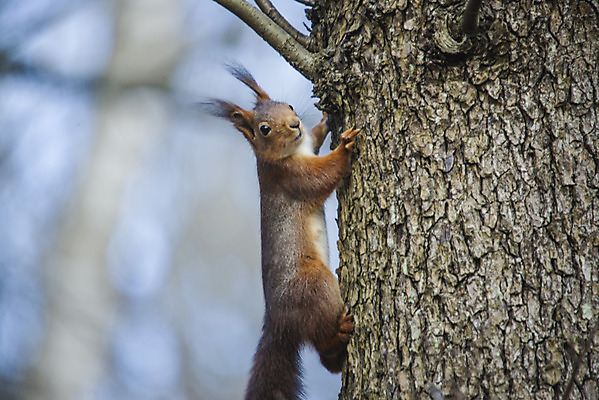 포토 JPG 해외이미지 나무 동물 유럽 야생동물 겨울 포유류 자연 생물 털 노르웨이 사람없음 야외 빨간색 초록색 컬러풀 갈색 추위 나뭇가지 달콤 설치류 숲 작음 호기심 꼬리 다람쥐 오르기 귀 솜털 내추럴 경보 스칸디나비아 해외202004 해외포토 식물 계절 감정 나라 컬러 컨셉 모션 신체부위 맛 크기 생태계 파일형식 이미지허브