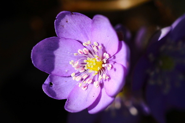 포토 JPG 해외이미지 식물 디자인 계절 꽃잎 꽃 백그라운드 잎 꽃무늬 자연 사람없음 장식 파란색 보라색 봄 들꽃 벚꽃 개화 그룹 황무지 확대 숲 작음 심볼 묘사 사인 슛 노루귀 아네모네 영원 많음 해외202004 해외포토 컬러 컨셉 무늬 크기 생태계 파일형식 이미지허브