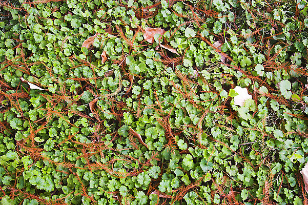 포토 JPG 해외이미지 디자인 산업 벽 백그라운드 잎 패턴 일러스트 벽지 추상 서기 사람없음 장식 초록색 빛 컬러풀 우주 웹 회색 덮개 그물 신용카드 거친 실 묘사 그림 질감 상업 섬유 야광 계산서 그런지 변소 엘리먼트 특별함 스타일 해외202004 해외포토 식물 컬러 컨셉 무늬 인터넷 모션 금융 뚜껑 직물 파일형식 이미지허브